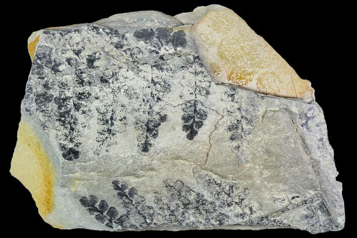 Pennsylvanian Fossil Fern (Sphenopteris) Plate - Kentucky #112922